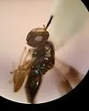 Arthrolytus fasciatus - photo 2