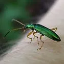 Arthromacra pilosella