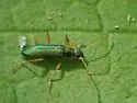 Arthromacra pilosella - photo 2