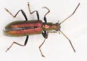 Arthromacra robinsoni
