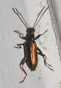 Arthromacra robinsoni - photo 2