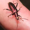 Arthromacra robinsoni - photo 3