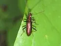 Arthromacra robinsoni - photo 4