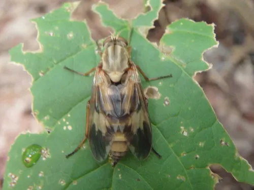Arthropeas americana