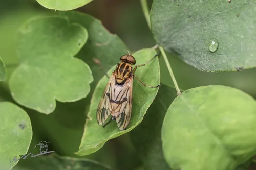 Arthropeas sibiricum