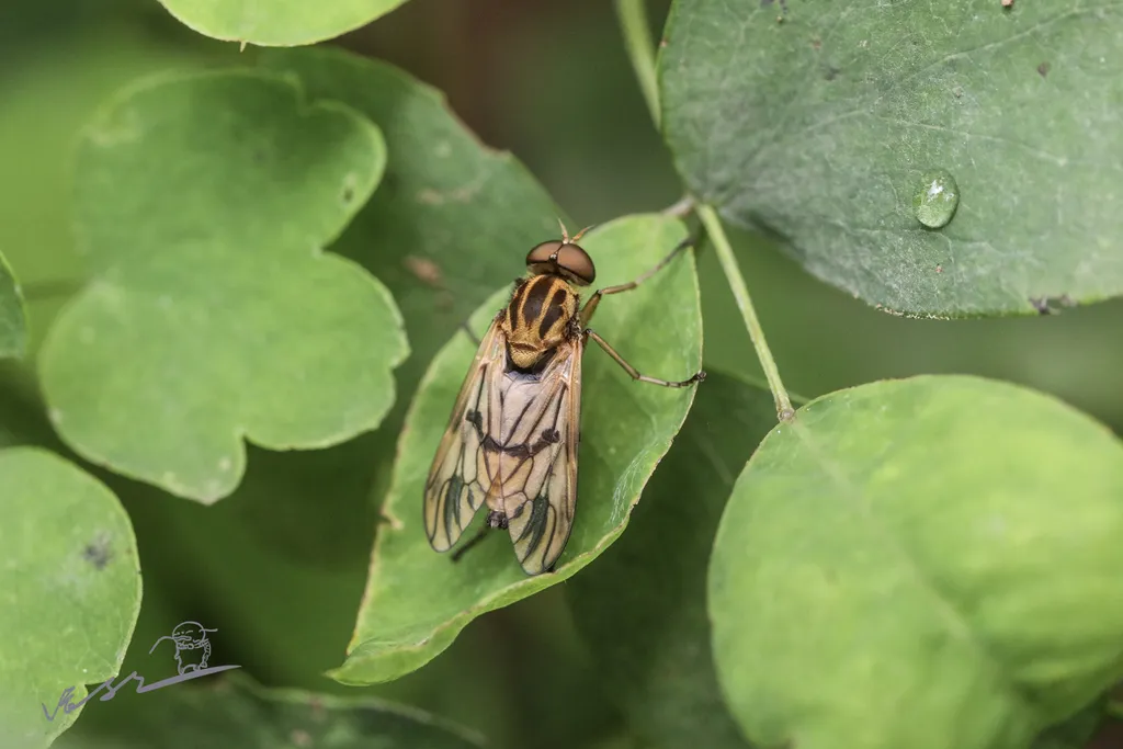 Arthropeas sibiricum - photo 2