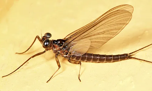 Arthroplea bipunctata