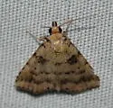 Common Arugisa - Hodges#8509