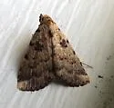 Common Arugisa - Hodges#8509 - photo 2