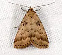 Common Arugisa - Hodges#8509 - photo 3