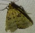 Common Arugisa - Hodges#8509 - photo 4