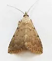 Arugisa punctalis - Hodges#8511
