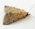 Arugisa punctalis - Hodges#8511 - photo 2