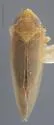 Arundanus arundineus - photo 2