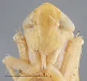Arundanus arundineus - photo 3