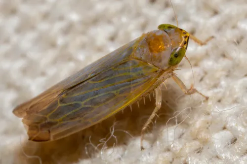 Arundanus crumbi