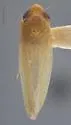 Arundanus flavotinctus - photo 2