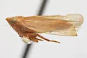Arundanus flavotinctus - photo 4
