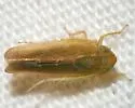 Arundanus latidens - Arundanus latidens