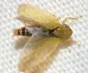 Arundanus latidens - photo 2