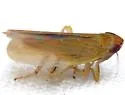 Arundanus latidens - photo 3