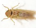 Arundanus latidens - photo 4