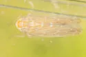 Arundanus marginellus - photo 4