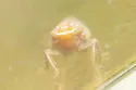 Arundanus marginellus - photo 5