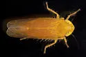 Arundanus nacreosus