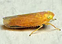 Arundanus nacreosus - photo 3