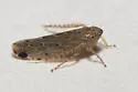 Arundanus proprius