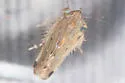 Arundanus proprius - photo 4