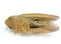 Arundanus rubralineus