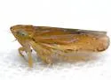 Arundanus rubralineus - photo 2