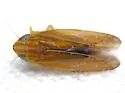 Arundanus rubralineus - photo 3