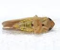 Arundanus sarissus