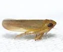 Arundanus sarissus - photo 2