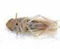 Arundanus sarissus - photo 4