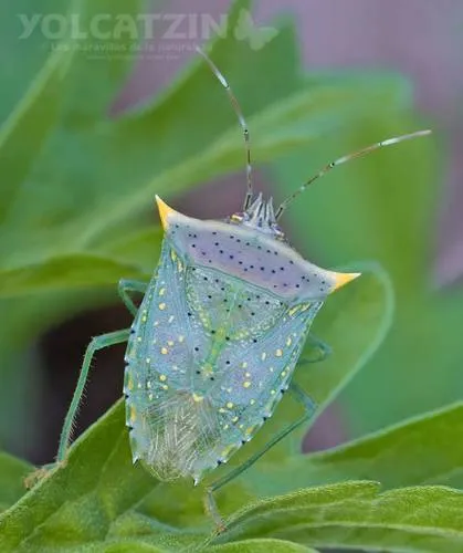 Tomato Stink Bug - Arvelius albopunctatus