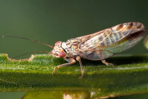 Arytaina genistae