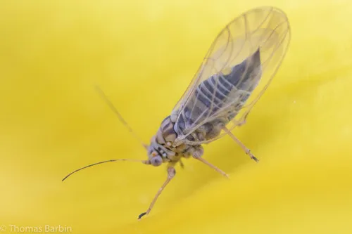 Arytainilla spartiophila - photo 2