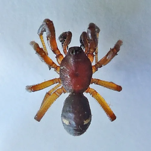 Two-spotted Cobweb Spider - photo 2