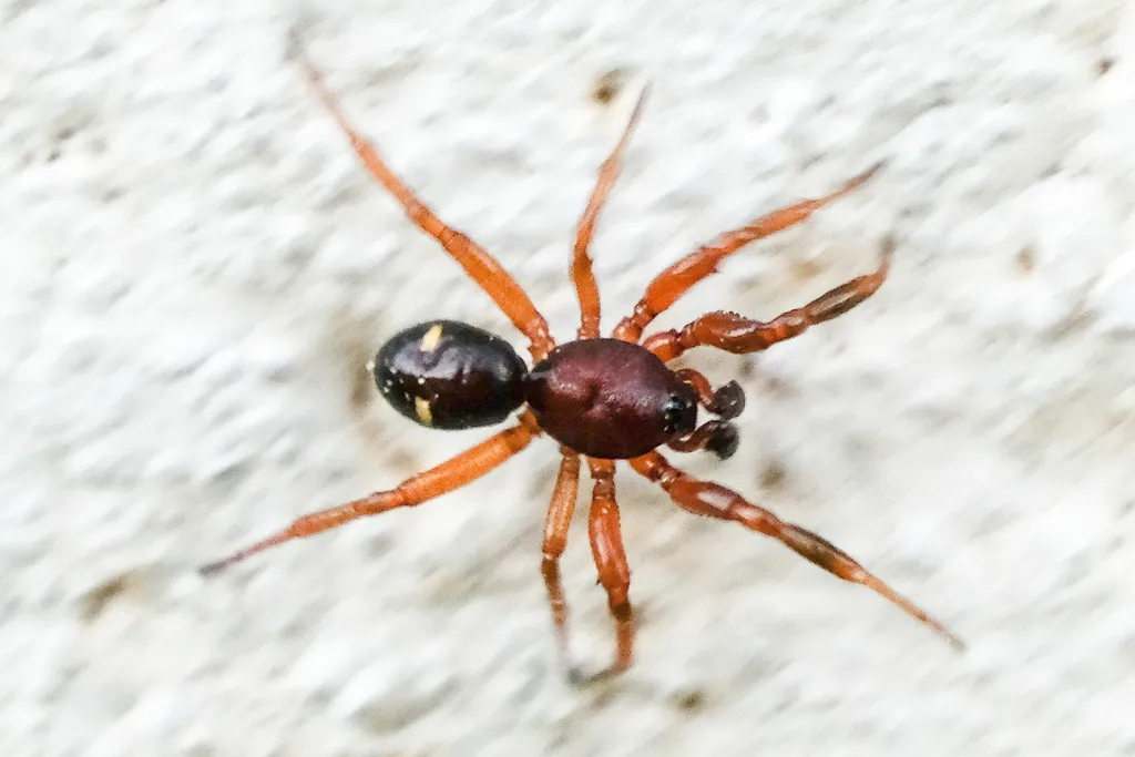 Two-spotted Cobweb Spider - photo 3