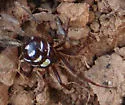Asagena medialis