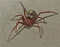 Asagena pulcher - photo 4