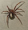 Asagena pulcher - photo 5