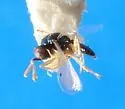 Asaphes suspensus