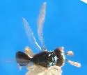 Asaphes suspensus - photo 2