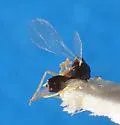 Asaphes suspensus - photo 4