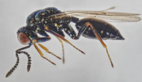 Asaphes vulgaris - photo 2